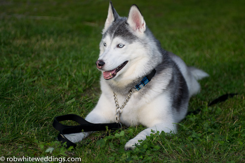 Husky