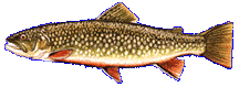 Brook Trout