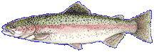 Rainbow Trout